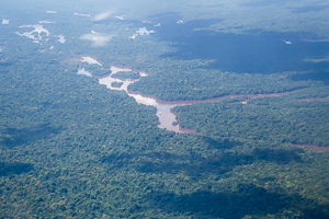 Rainforest in Guyana